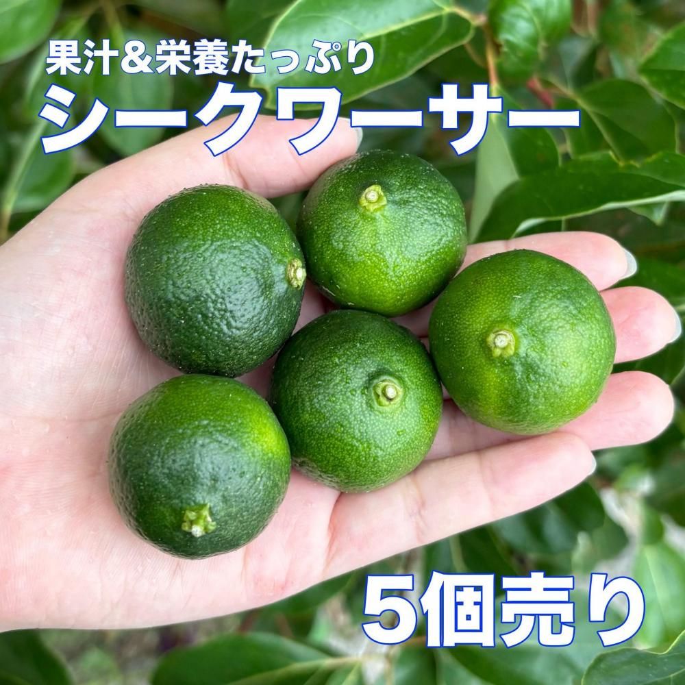 <img class='new_mark_img1' src='https://img.shop-pro.jp/img/new/icons1.gif' style='border:none;display:inline;margin:0px;padding:0px;width:auto;' />ξʲ