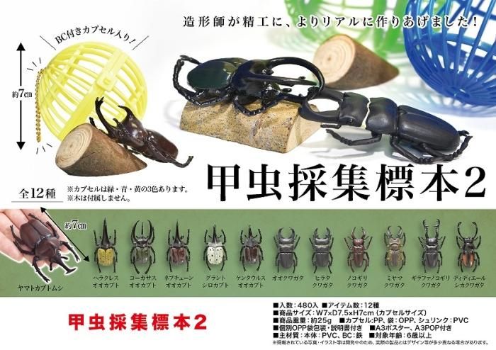 オリジナル ※白狐購入野外標本２種セット 虫類用品 