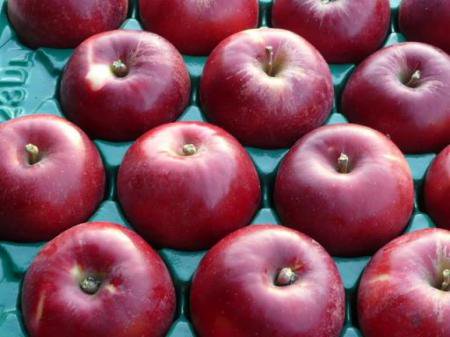 青森県産 なかの真紅 (なかのしんく) りんご 家庭用 5kg 産地直送 リンゴ