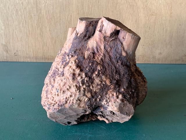 <img class='new_mark_img1' src='https://img.shop-pro.jp/img/new/icons5.gif' style='border:none;display:inline;margin:0px;padding:0px;width:auto;' />֥饤䡼(֥饤ˡ170220210ߥꡡ