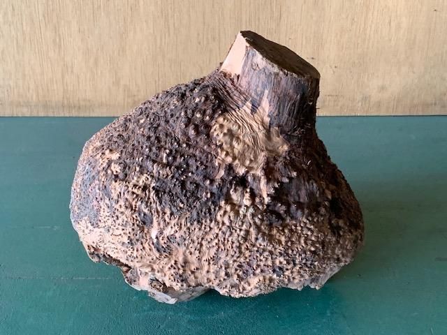 <img class='new_mark_img1' src='https://img.shop-pro.jp/img/new/icons5.gif' style='border:none;display:inline;margin:0px;padding:0px;width:auto;' />֥饤䡼(֥饤ˡ160220200ߥꡡ