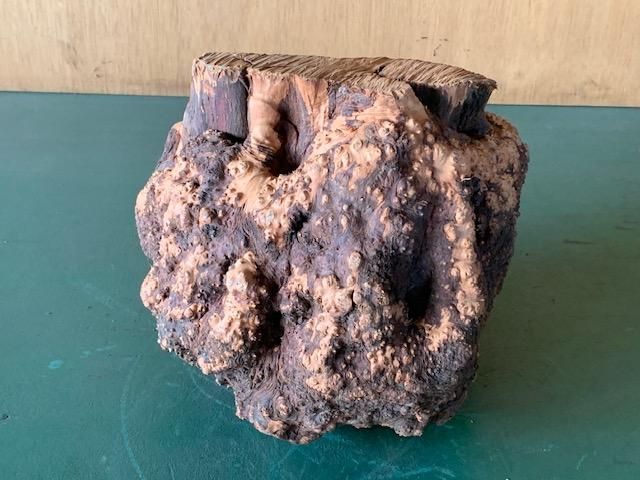 <img class='new_mark_img1' src='https://img.shop-pro.jp/img/new/icons5.gif' style='border:none;display:inline;margin:0px;padding:0px;width:auto;' />֥饤䡼(֥饤ˡ250250230ߥꡡ