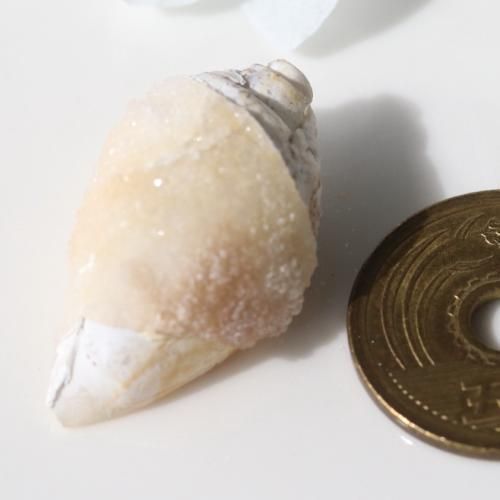 貝化石 貝化石クオーツ クオーツ・シェル 30mm レタパ以外○ - 夕星庵