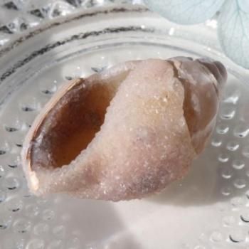 化石 - 夕星庵 -Venus Crystals-