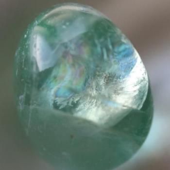 フローライト 笑口 亀 フローライト 笑口 亀