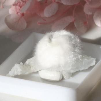 ꡡդդʥȡСդ24mm椦ѥåء