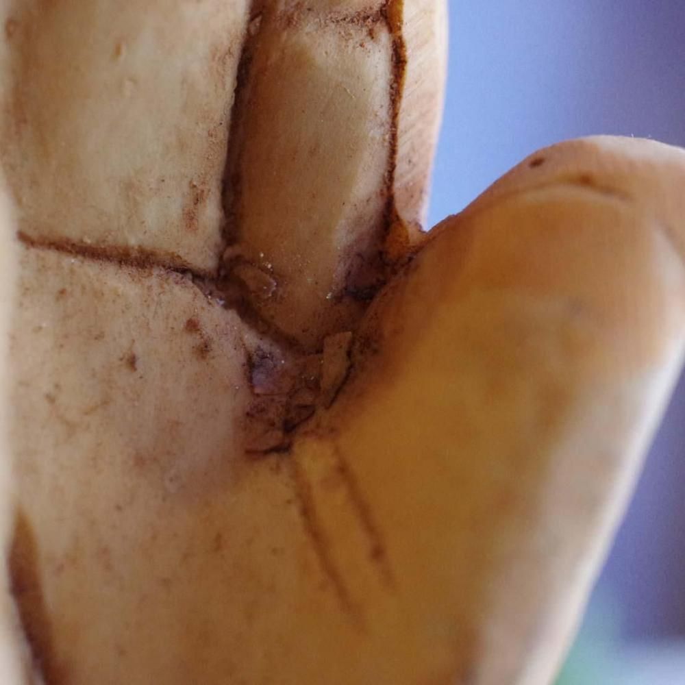 �Բ�ǽ���ǽ�ˤ������͡���ΤҤ饵��ե������ǥ���(H14cm)