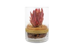 DRY CYLINDER 15 Protea Repens