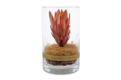 DRY CYLINDER 20 Protea Repens