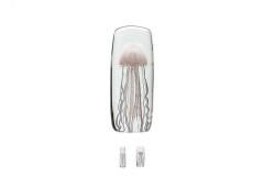 Jellyfish Twisted Leg ȡ / ۥ磻 / ԥ