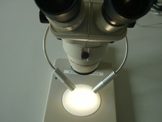顕微鏡照明　PF-D使用写真２
