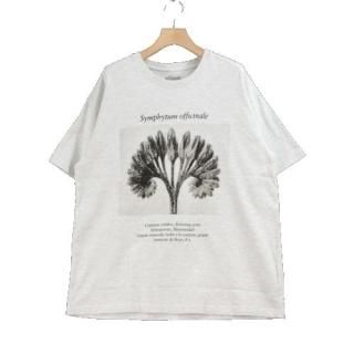 BEAUTY&YOUTH Karl Blossfeldt 롦֥ե 21SS T L 졼
