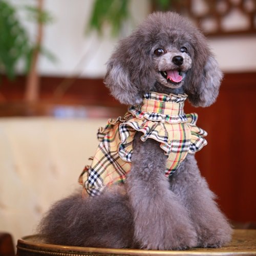 フリルブラウス（レインボーチェック） - GODPIVA（ゴッドピバ）： 犬のお洋服、ドッグウエア＆アクセサリーの専門ブランド  GODPIVA（ゴッドピバ）
