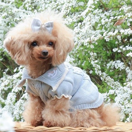 organic cottonハートニット - GODPIVA（ゴッドピバ）： 犬のお洋服、ドッグウエア＆アクセサリーの専門ブランド  GODPIVA（ゴッドピバ）