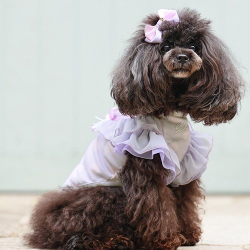 COOLパステルドットタンクトップ　 - GODPIVA（ゴッドピバ）： 犬のお洋服、ドッグウエア＆アクセサリーの専門ブランド  GODPIVA（ゴッドピバ）