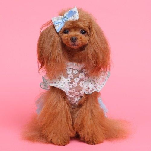専用　godpiva ゴットピバ　ヒートワン リカーモフラワーワンピース - GODPIVA（ゴッドピバ）： 犬のお