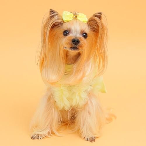 COOLブライトチュチュタンク - GODPIVA（ゴッドピバ）： 犬のお