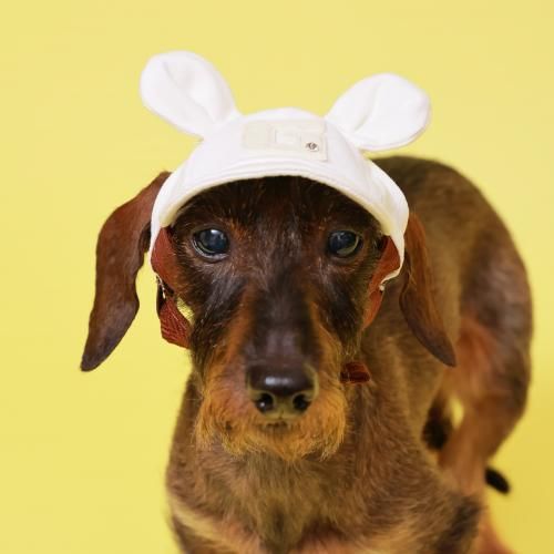 くま耳デニムキャップ - GODPIVA（ゴッドピバ）： 犬のお洋服、ドッグ