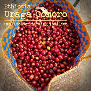 00-エチオピア ウラガ・ゴモロ（浅煎り）