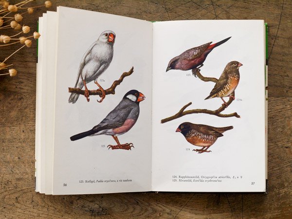 Burfablarスウェーデン 鳥の図鑑 Presse 北欧 バルトの雑貨のお店 アラビア グスタフスベリ ロールストランド ヴィンテージファブリック