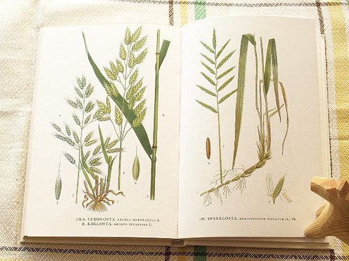 スウェーデンの植物の本Nordens Flora 2 - presse 北欧、バルトの雑貨 