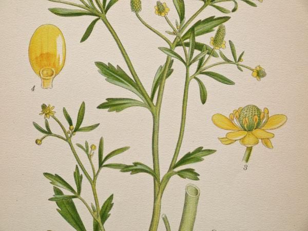 すずらん特集①】 L824洋書古書 植物画304枚収録Blumen Fibel 本