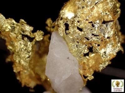 自然金 石英付き結晶] アメリカ カリフォルニア オリエンタル