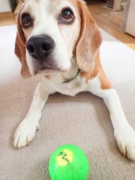 シリコンプロテクター ジョッコ ビーグルオンリーショップ Beagle Beagle シリコンプロテクター ジョッコ ビーグルオンリーショップ Beagle Beagle