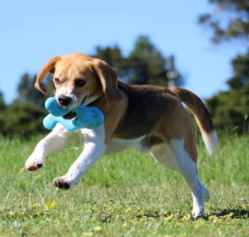 Beagle Beagle びーぐるビーグル