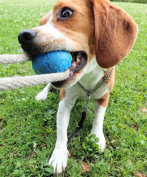 Beagle Beagle びーぐるビーグル