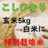 令和３年産米  減農薬  特別栽培米こしひかり   玄米 5kg → 白...