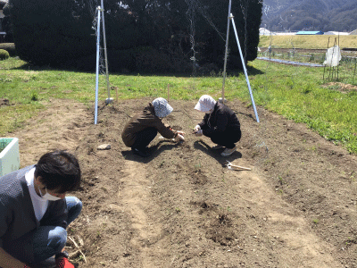 ホップ栽培・収穫の様子2