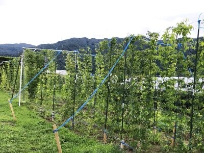 ホップ栽培・収穫の様子3