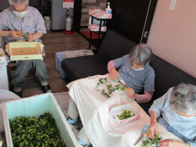 ホップ栽培・収穫の様子5