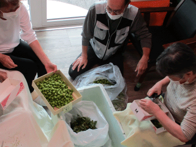 ホップ栽培・収穫の様子6