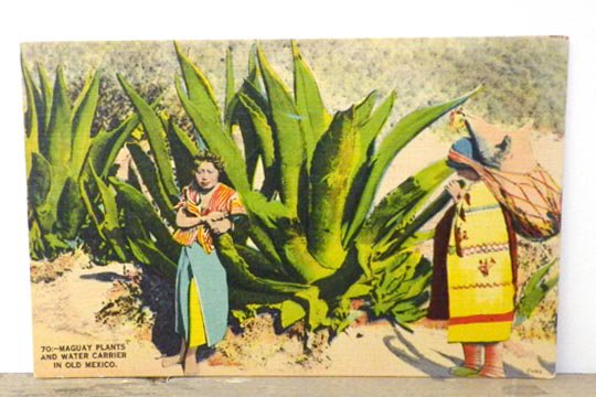 ビンテージ オールド ポストカード メキシコ マゲイ アガベ ボタニカル