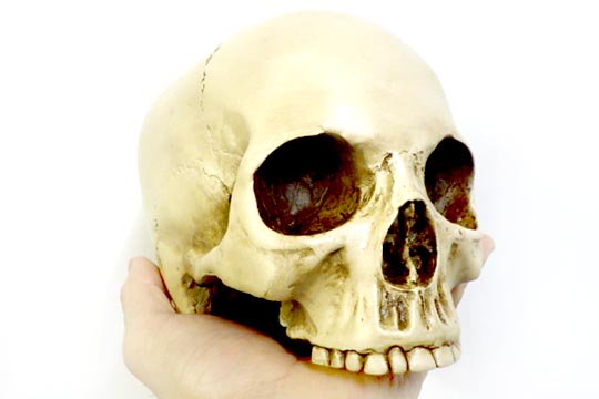 スカル ヘッド 骸骨 しゃれこうべ 頭蓋骨 置物 インテリア オブジェ 通販ページ