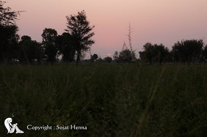 ソジャットヘナが見たソジャット。ヘナ畑に朝日が昇っていきます。