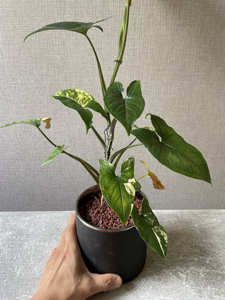 観葉植物 斑入りシンゴニウム - 植物/観葉植物