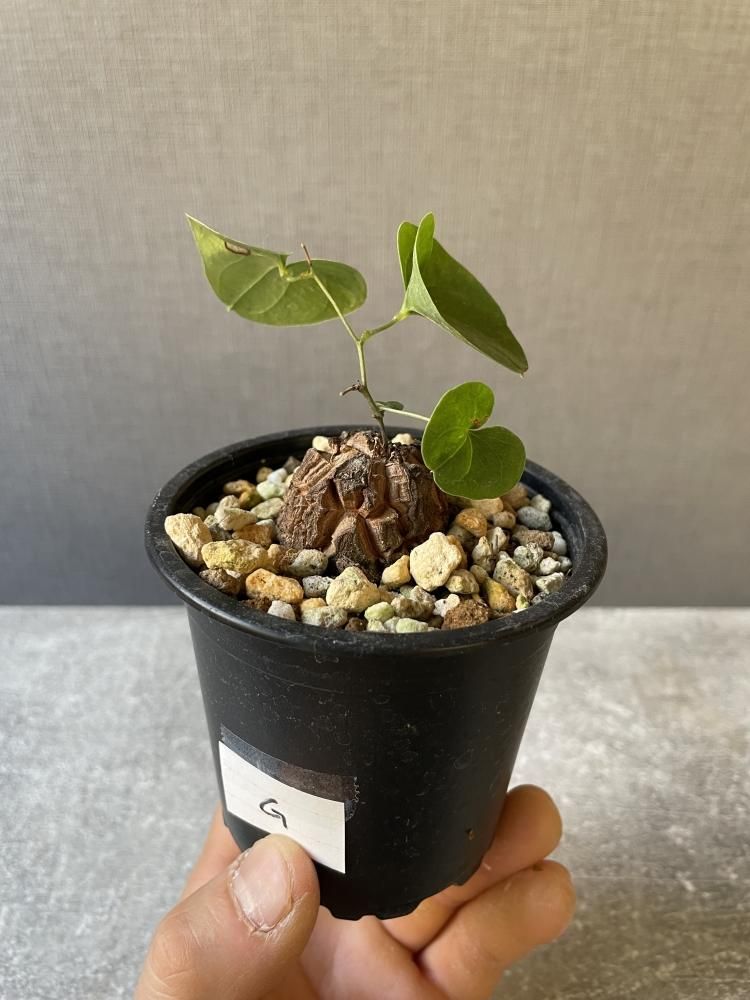 亀甲竜アフリカ ディオスコレア エレファンティペス （G）