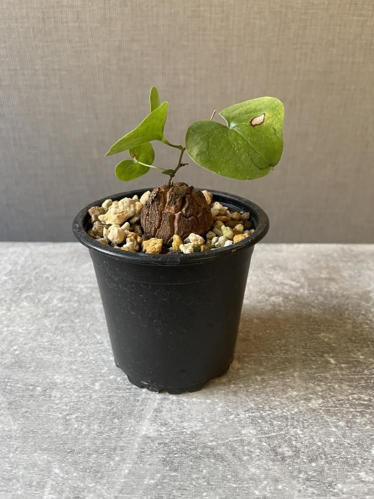 亀甲竜アフリカ ディオスコレア エレファンティペス （G）