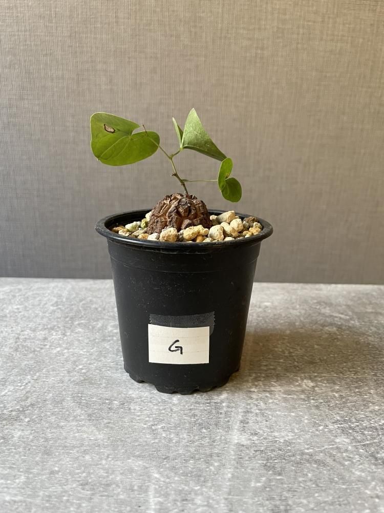 ⑥休眠期　亀甲竜　ディオスコレアエレファンティペス　アフリカ ディオスコレア エレファンティペス 亀甲竜 | GREEN LUCK