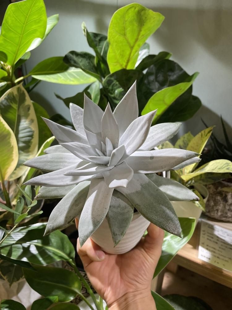 ダドレア・仙女盃（特大）　ブリトニー ダドレア ブリトニー 仙女盃