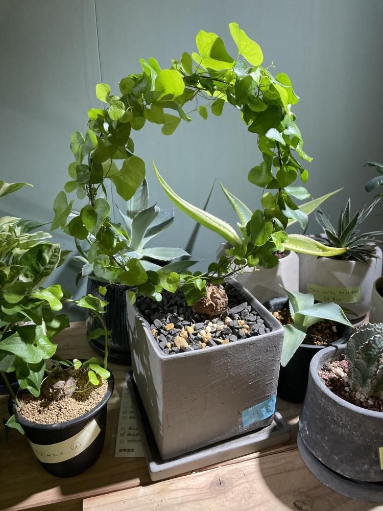 亀甲竜アフリカ ディオスコレア エレファンティペス 陶器鉢付き