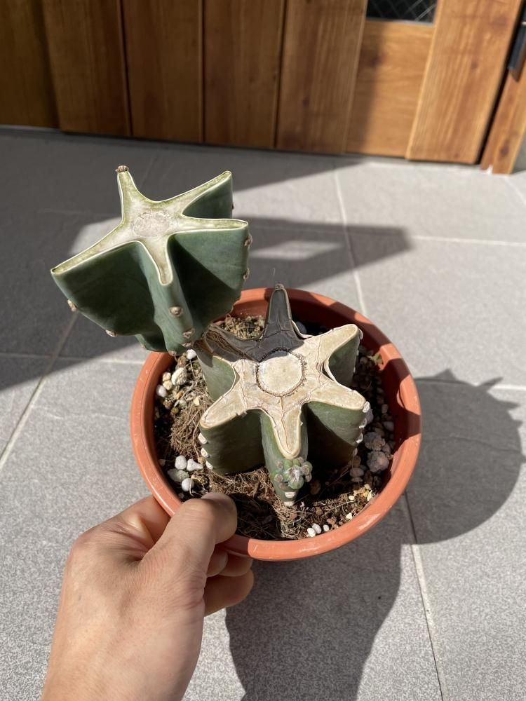 サボテン 鬼面角ブランチ