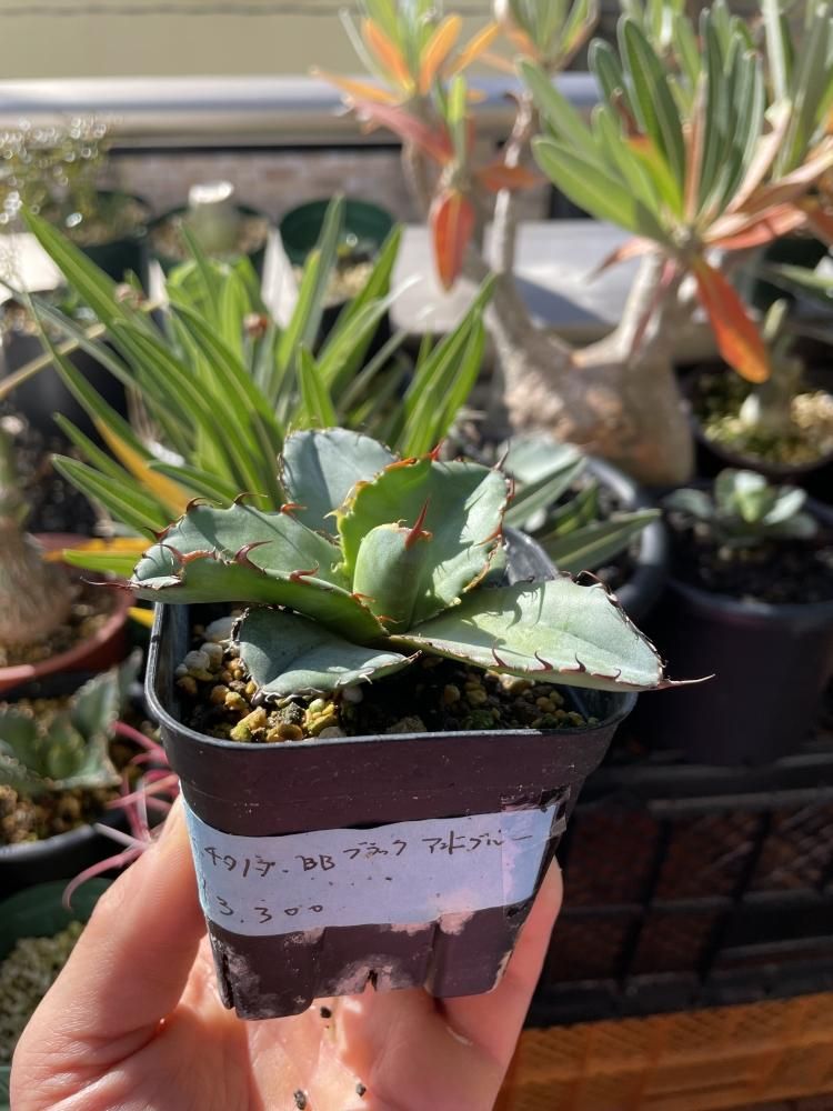 鉢付き】アガベ ブラックアンドブルー BB valiem鉢L植え込み】アガベBB