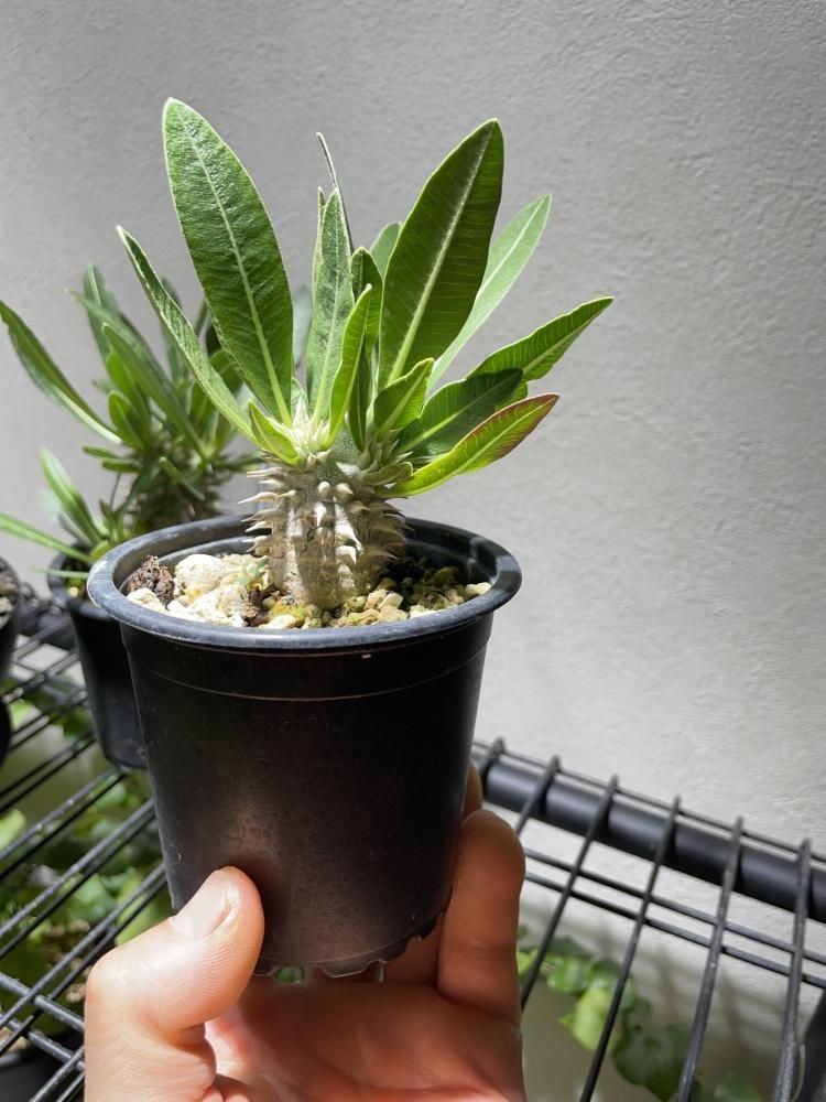 パキポディウム ホロンベンセ ①