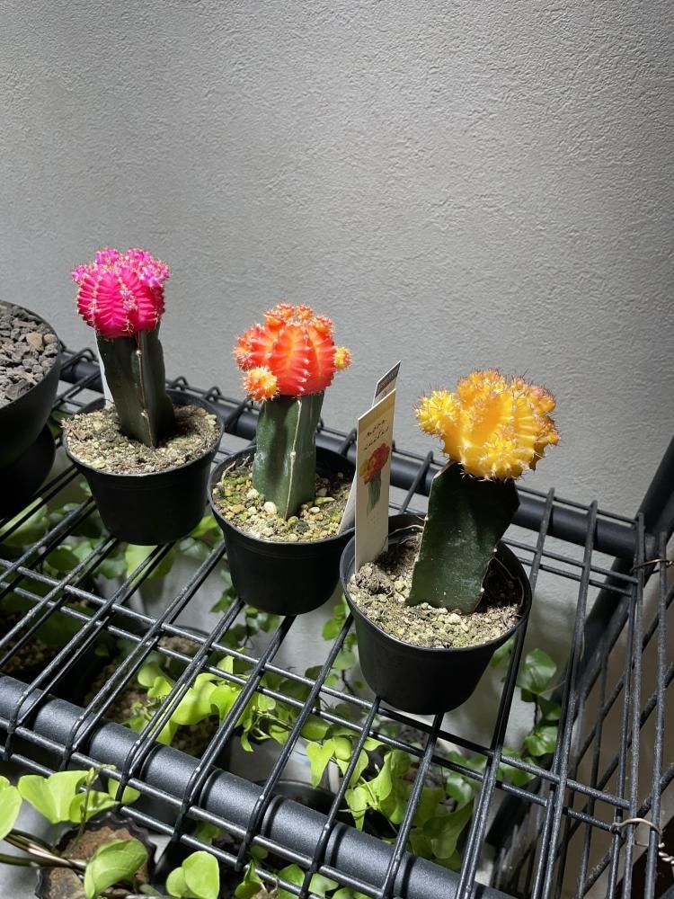 ヒボタン(緋牡丹) サボテン オレンジ