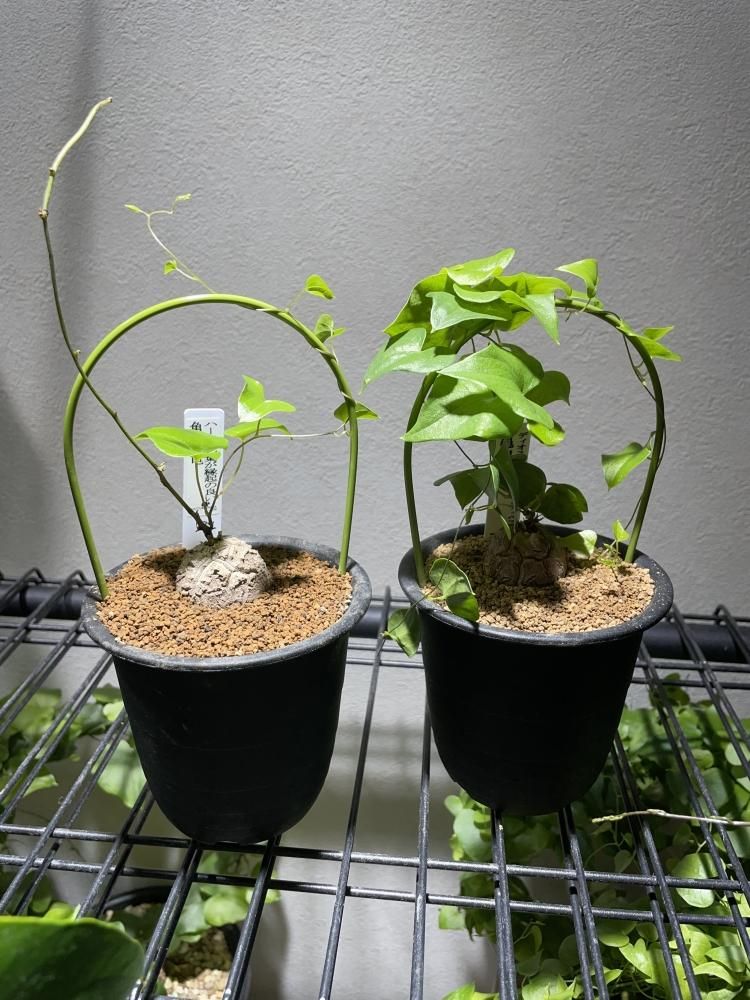 亀甲竜アフリカ ディオスコレア エレファンティペス ①