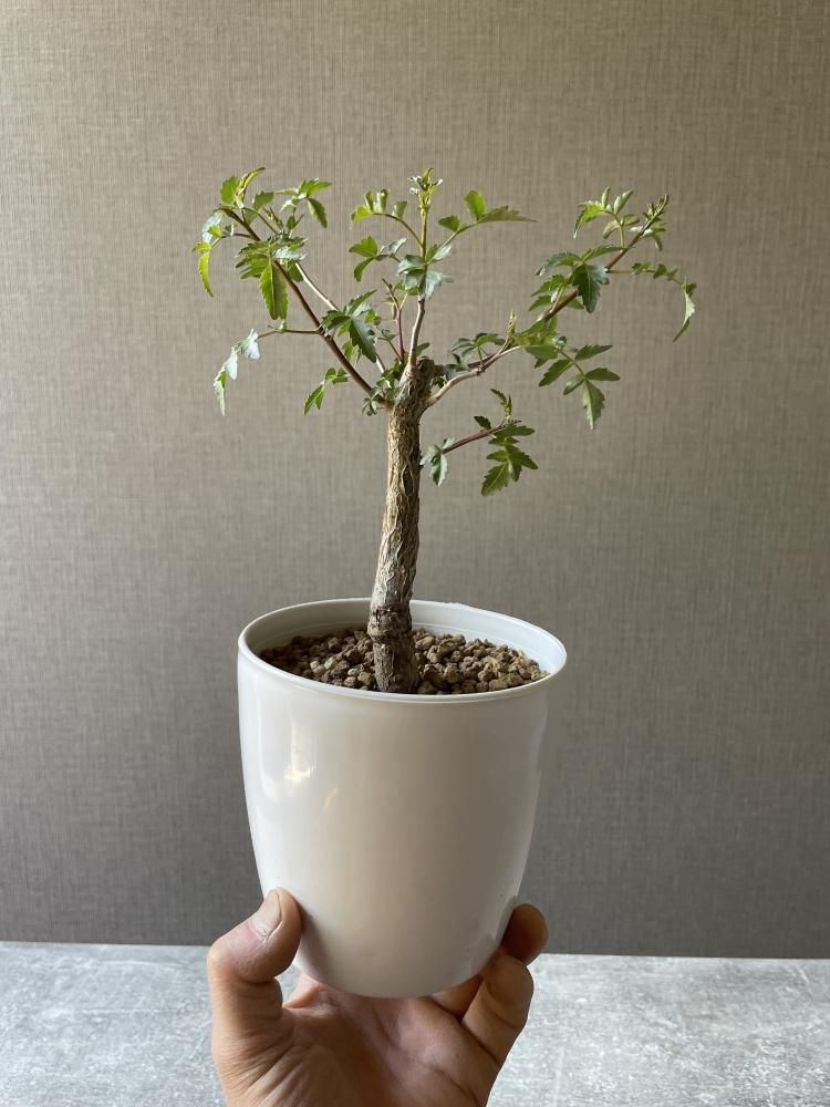 へー　ブルセラ　挿し木　2種 へー ブルセラ 挿し木 2種 ブルセラ ファガロイデス Bursera